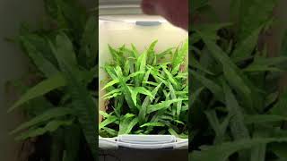 Emersed Aquarium Plants Foliar Feeding quick tip Shorts [upl. by Helbona]