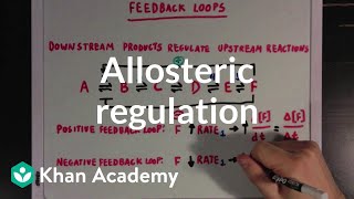 Allosteric regulation and feedback loops  Biomolecules  MCAT  Khan Academy [upl. by Charmine618]