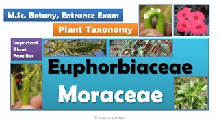 Euphorbiaceae amp Moraceae  MSc Botany Entrance  Angiosperm Families  Important Notes [upl. by Pasadis]