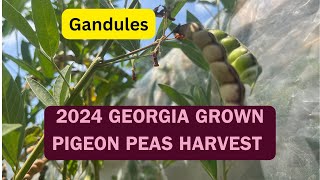 2024 Pigeon Peas Harvest [upl. by Sundberg435]