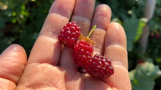 Tayberries are a delicious raspberry X blackberry hybrid [upl. by Assirram]