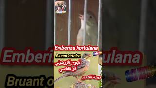 Emberiza hortulan درسة الشعير البوح الزرهوني او الفاسي bruant ortolan [upl. by Nwad735]