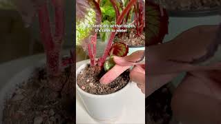 How to know its time to water Begonia [upl. by Korns]