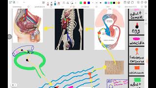 schistosoma haematobium part 1 [upl. by Rico]