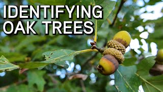 Identifying Oaks  White and Red Oaks [upl. by Adnarb]