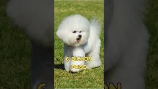 Top 10 Most Cutest Dog Breeds In The World  cutestdog breeds ytshorts2023 [upl. by Bartolomeo547]