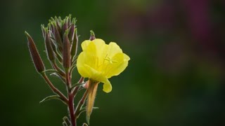 Onagre  Oenothera biennis [upl. by Myrna]