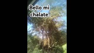 chalatenango nature flora [upl. by Gerdi]