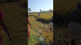 Farmer boy farming farmboy farmerboy agriculture kisan phonk [upl. by Placida]