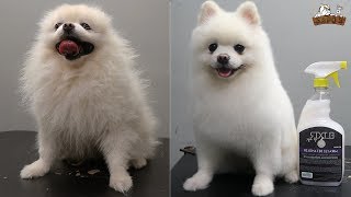 Pomerania Corte a tijera  peluquería canina [upl. by Ritch]