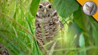 A Rare Glimpse of the Burrowing Owl [upl. by Anaicilef]