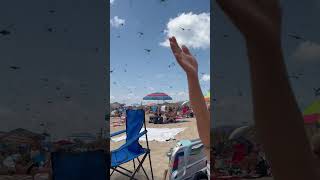 Swarm of Dragonflies Flying Over Beach Goers [upl. by Forrest47]