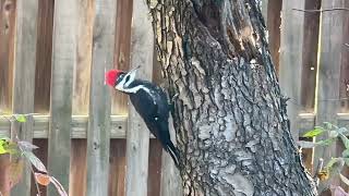 Pileated Woodpecker  Sligo Parkway Silver Spring Maryland [upl. by Gustavus]