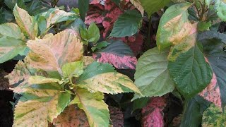 Acalypha plant Care amp Growing Tips Copperleaf Plant Easy Growing Guide [upl. by Marr]