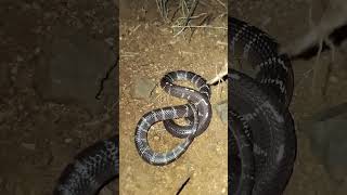 indian common krait snake [upl. by Barry]