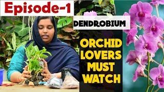 DENDROBIUM ORCHID POTTING MALAYALAMHow to pot a orchid and fertilizeBIGGINERS KIT FOR ORCHID LOVER [upl. by Aikan]