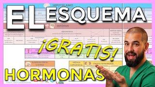 Eje HIPOTÁLAMO HIPÓFISIS y HORMONAS explicado FÁCIL con ESQUEMA [upl. by Sivrat]