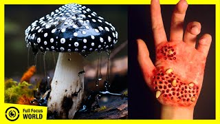 Top 10 Most POISONOUS MUSHROOMS in the World  Deadly Mushrooms [upl. by Neelra]