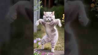 cat motor dance cet dance dance motorcycldancecetdance [upl. by Anaek366]