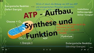 ATP Adenosintriphosphat  Aufbau Synthese und Funktion Biologie Oberstufe [upl. by Warren]