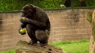 Chimp Learns to Trade  Extraordinary Animals  BBC Earth [upl. by Latimore]