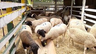 Dorper Sheep Farming in Kenya farming sheepfarming championship breeding [upl. by Nay175]