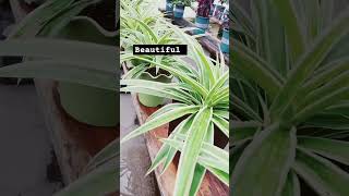 If you want to grow Chlorophytum well watering is a big problem If it doesn’t dry water it [upl. by Enyleuqcaj]