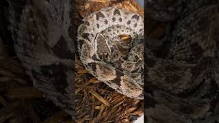 Two young Terciopelos Bothrops asper viper animal venomous reptile snake [upl. by Nirrok]