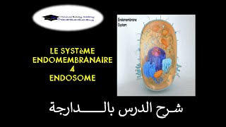 Systéme endomembranaire 4 Endosome [upl. by Einitsed730]