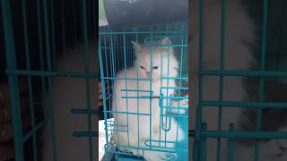 Persian Cat in a Pet Market Dogs Fishes Hamstar Plants Rabbit and much more [upl. by Anires]