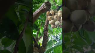 Strategic farmer our way to harvesting lansium fruit together with ka tantan l Kabaros Channel [upl. by Grinnell]