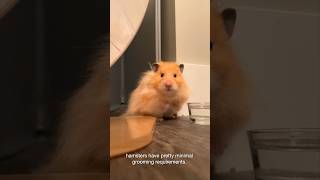 Do Hamsters need Grooming pets fyp hamsters [upl. by Eimaj]