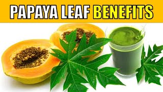 10 Incredible Health Benefits of Papaya Leaves YOU NEED TO KNOW [upl. by Enitsyrk823]