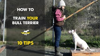 How to train your Bull Terrier 10 tips [upl. by Cliff]