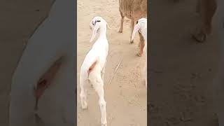 سبکرب love arabic live топ music goat [upl. by Puttergill]