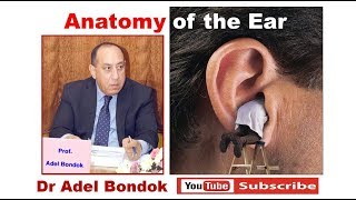 Anatomy of the Ear Dr Adel Bondok [upl. by Eyllom]