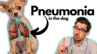 Pneumonia in the Dog Symptoms Diagnosis and Treatment [upl. by Kazimir]