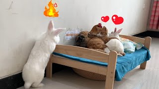 So funnyThe cat gave a massage to the female rabbit and the hen and the male rabbit was very angry [upl. by Enaitsirk]