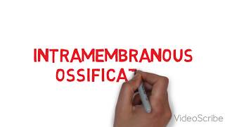 Lecture ossificationintramembranous [upl. by Artimas]