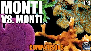 Monti vs Monti  COMPARING Montipora Corals  Capricornis Digitata Undata Encrusting amp More [upl. by Eibbob]