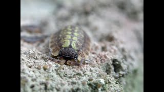 The Cuckney Woodlouse  looking for Porcellio spinicornis [upl. by Sorci]