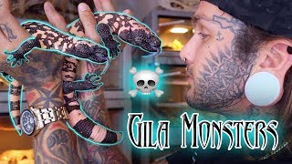 VENOMOUS Pet Lizards Meet my Gila Monsters [upl. by Adnahsor]