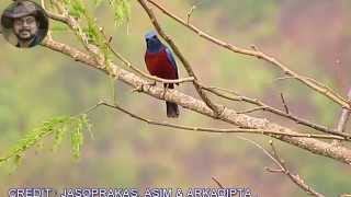 Chestnut bellied rock thrush A bird video [upl. by Laon326]