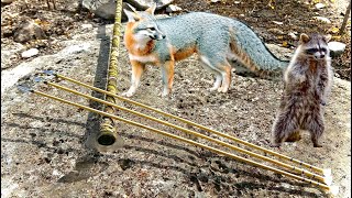 Homemade Blowgun Varmint Hunt [upl. by Suolhcin47]