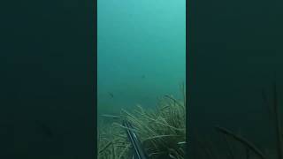 SERRONE nella Posidonia 🌱🐟🌿🐠  PT1 pescasub pescasubacquea pesca spearfishing [upl. by Fidellas]