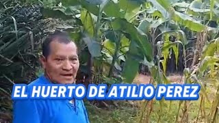 grabando El huerto de Atilio perez sus Plantas Medicinales y sus Palos de Frutas [upl. by Nimra]