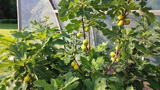 Инжир в Беларуси Сбор бребы первый урожай Figs in Belarus Breba first crop [upl. by Johansen]