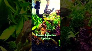 Creating a Beautiful Planted Aquarium for Rescued Fish [upl. by Rockafellow639]