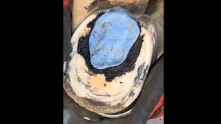 Shoeing a horse with Clogs for laminitis horse farrier hoofcare [upl. by Ysteb]