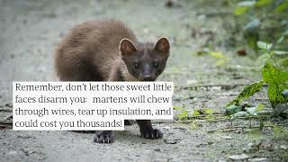 How To Remove A Marten From A Home Contact Oberglatts Best Pest Control Team Today [upl. by Dorej164]